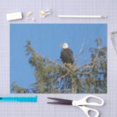 Amerikanisches Weißkopfseeadler-Gewebe Seidenpapier (Handwerk)