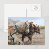 Amerikas Arbeitspferd Postkarte (Vorne/Hinten)
