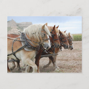 Amerikas Arbeitspferd Postkarte
