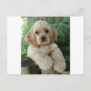 Amerikas Cocker Spaniel Hund und der Grüne Fern Postkarte