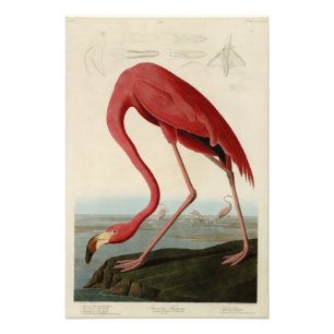Amerikas Flamingo von Audubons Vögeln Amerikas Fotodruck