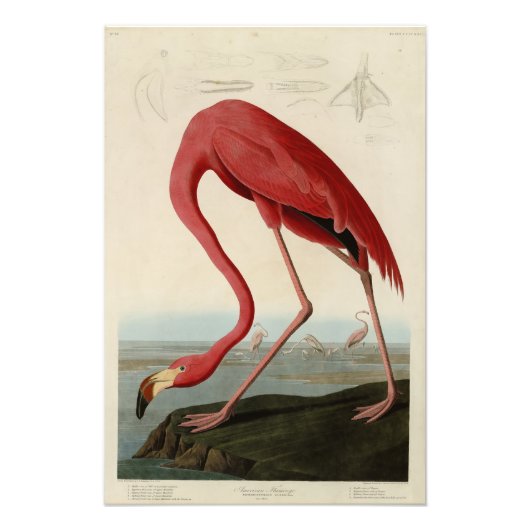 Amerikas Flamingo von Audubons Vögeln Amerikas Fotodruck (Vorne)