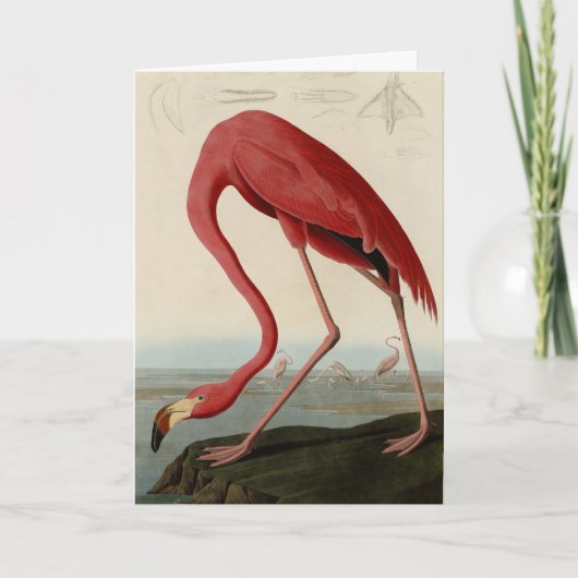 Amerikas Flamingo von Audubons Vögeln Amerikas Karte (Vorderseite)
