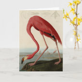 Amerikas Flamingo von Audubons Vögeln Amerikas Karte (Gelbe Blume)