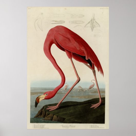 Amerikas Flamingo von Audubons Vögeln Amerikas Poster (Vorne)