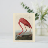 Amerikas Flamingo von Audubons Vögeln Amerikas Postkarte (Stehend Vorderseite)