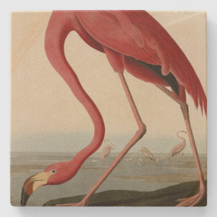 Amerikas Flamingo von Audubons Vögeln Amerikas Steinuntersetzer