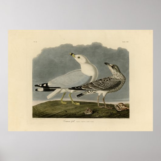 Amerikas Gull - Audubons Vögel in Amerika Poster (Vorne)