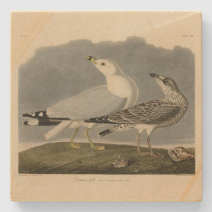 Amerikas Gull - Audubons Vögel in Amerika Steinuntersetzer
