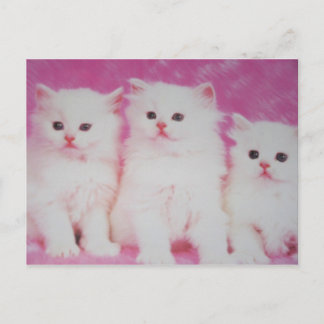 Amerikas Modelle der nächsten Wahl Postkarte