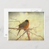 Amerikas Robin im Springtime Postkarte (Vorne/Hinten)