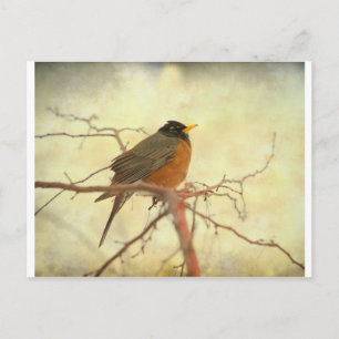 Amerikas Robin im Springtime Postkarte