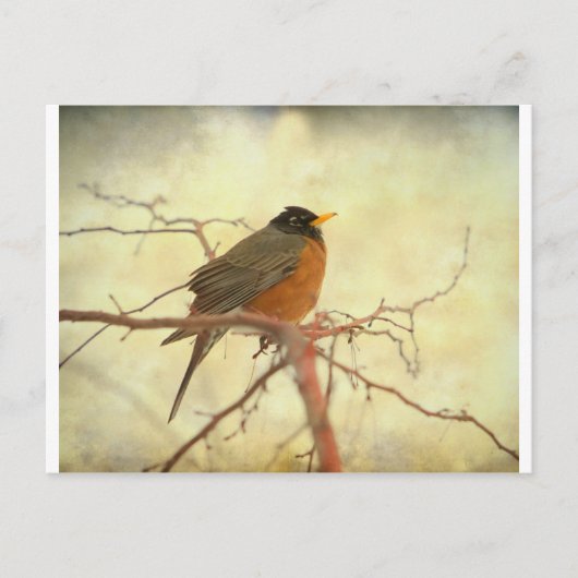 Amerikas Robin im Springtime Postkarte (Vorderseite)