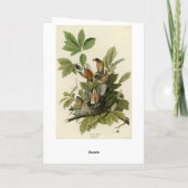 Amerikas Robin von Audubons Vögeln Karte (Rückseite)