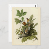 Amerikas Robin von Audubons Vögeln Postkarte (Vorne/Hinten)