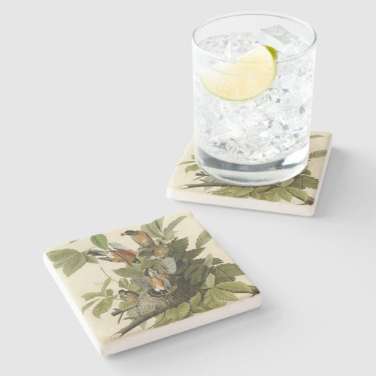 Amerikas Robin von Audubons Vögeln Steinuntersetzer (Seitenansicht)