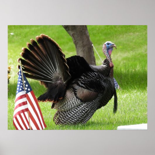 Amerikas Vogel Wild Tom Türkei Poster (Vorne)
