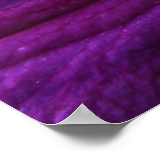 Amethyst Clematis Poster (Ecke)