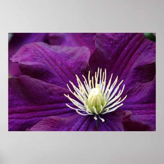 Amethyst Clematis Poster (Vorne)