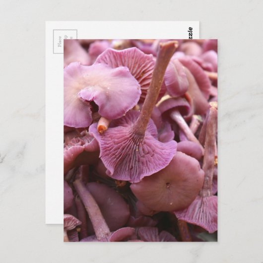 Amethyst Deceiver Postkarte (Vorne/Hinten)