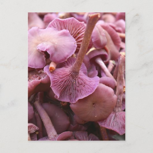 Amethyst Deceiver Postkarte (Vorderseite)