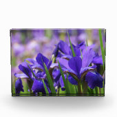 Amethyst Lila Irises Fotoblock (Vorderseite)