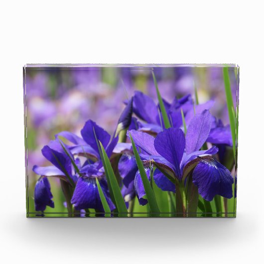 Amethyst Lila Irises Fotoblock (Vorderseite)