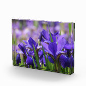 Amethyst Lila Irises Fotoblock (Rechts)