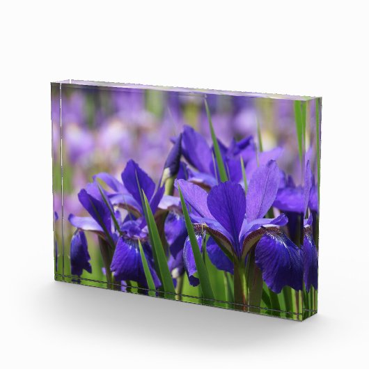 Amethyst Lila Irises Fotoblock (Rechts)