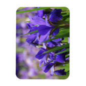 Amethyst Lila Irises Magnet (Vertikal)