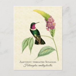 Amethyst Throated Hummingbird Art Postkarte
