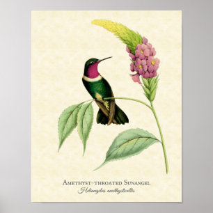 Amethyst Throated Hummingbird Art Print Poster