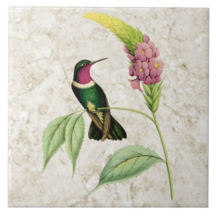 Amethyst Throated Kolibri-Keramik-Fliese Fliese