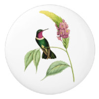 Amethyst Throated Kolibri
