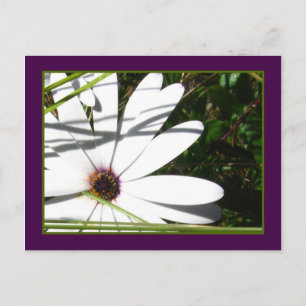 Amethyst und Weiße Petals Postkarte