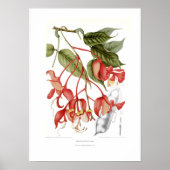 Amherstia nobilis poster (Vorne)