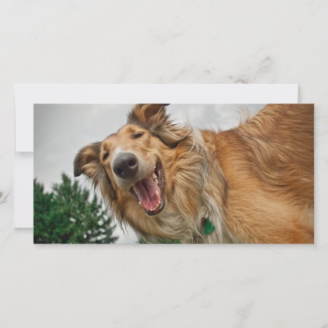 Amiga the Lächelnde Collie (Vorderseite)