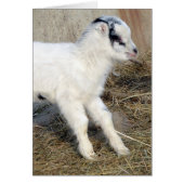 Amigo das La Mancha-Kind (Vorne)