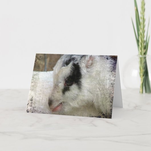 Amigo die Ziege Karte (Vorderseite)