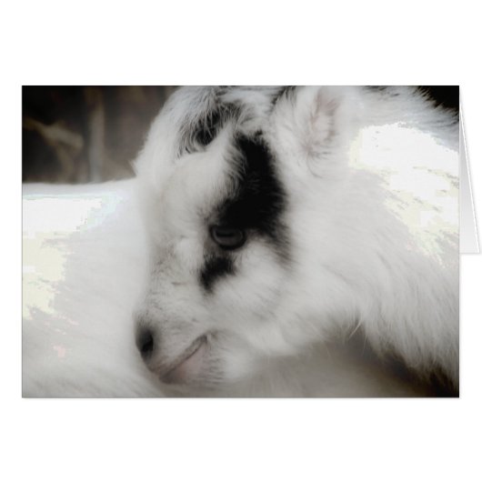 Amigo Goat Kid Black and White (Vorderseite (Horizontal))