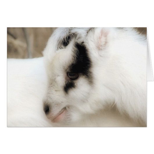 Amigo Goat Kid Jedes Anlasses Grußkarte (Vorderseite (Horizontal))