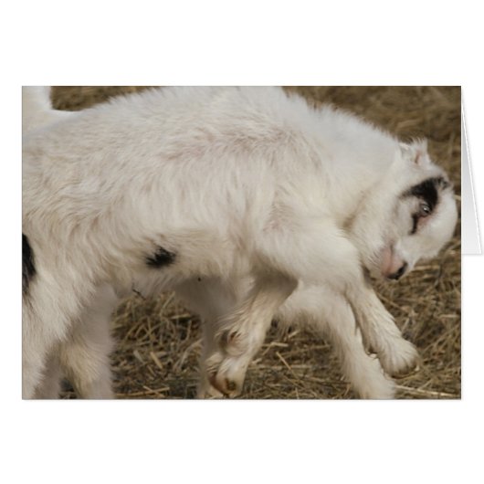 Amigo Plays (Vorderseite (Horizontal))