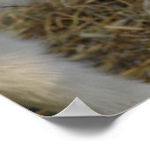 Amigo Plays Poster (Ecke)