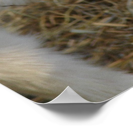 Amigo Plays Poster (Ecke)