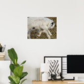 Amigo Plays Poster (Heimbüro)