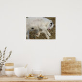 Amigo Plays Poster (Küche)