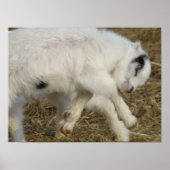 Amigo Plays Poster (Vorne)