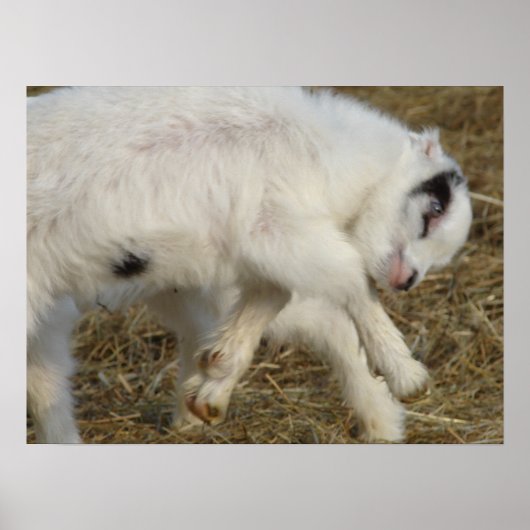 Amigo Plays Poster (Vorne)