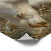 Amigo Plays Poster (Ecke)