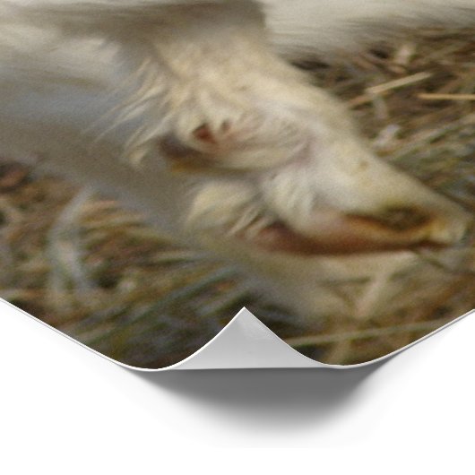 Amigo Plays Poster (Ecke)